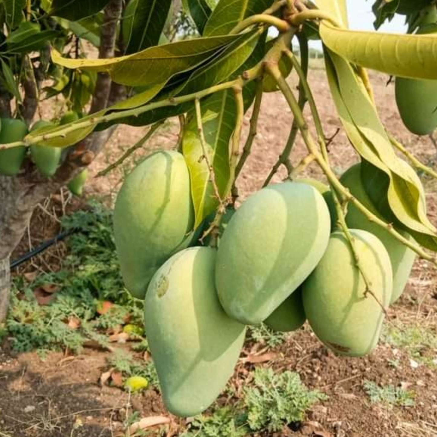 Mallika Mangoes