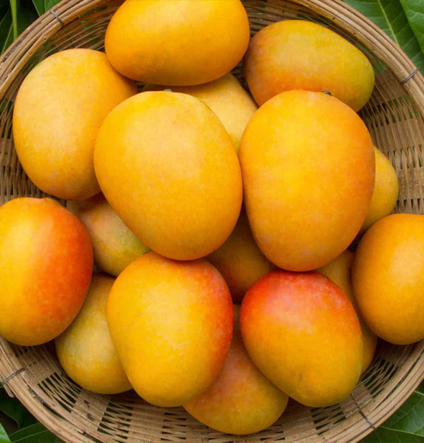 Kesar Mangoes  2 Box of 3 KG total 6 KG